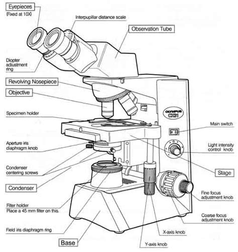 Microscope Parts And Functions Drawing Compound Microscope Parts Images