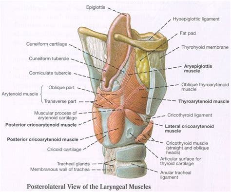 Intrinsic Muscles Of Larynx ArielilSexton