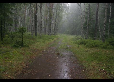Дождь в лесу Автор MaxSi