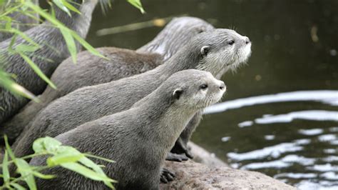 English Otters Back From Brink Of Extinction Channel 4 News