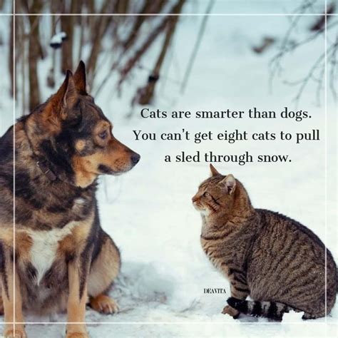Funny Cat Vs Dog Quotes Shortquotescc