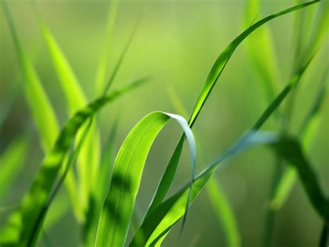 Grass Wallpapers Hd Beautiful Cool Wallpapers