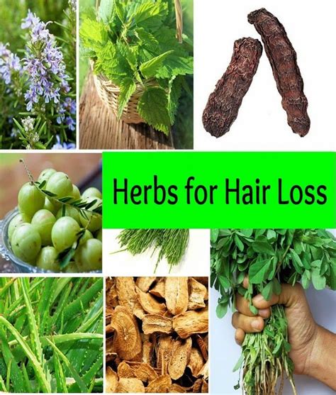 Herbs For Hair Loss Herbs Hair Care Growth