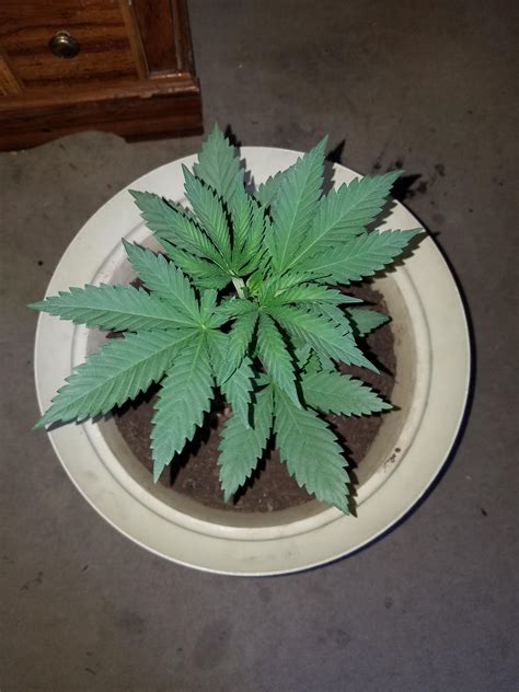 Whats Everyones Opinion On Topping Autoflower Plants My Girl Is 20