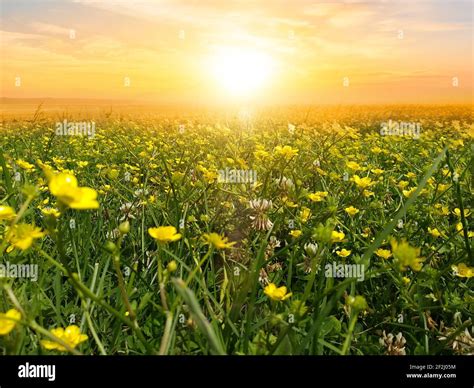 Sunrise On Flower Fields Stock Photo Alamy