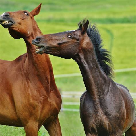 2 Dark Brown And Brown Horse Free Image Peakpx