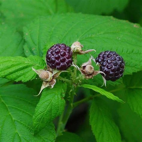 Seeds for Blackcap Raspberry | Rubus leucodermis | Amkha Seed