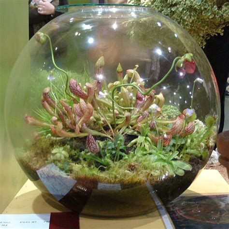 If you're potting up new plants, select a new pot just slightly larger than the one it came in. How To Make A Terrarium | Make A Terrarium!