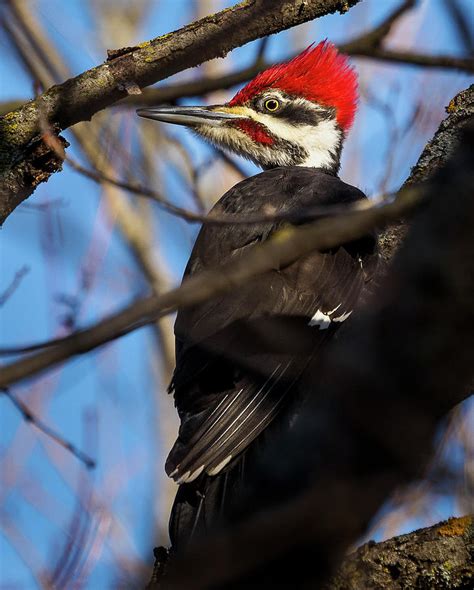 Pileated Woodpecker Photograph By Greg Nyquist Fine Art America