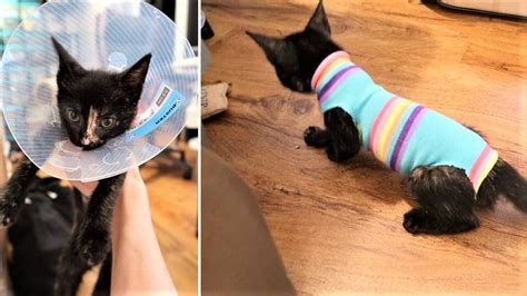 Disney has featured many characters right since the day it was established. Kitten Sock Onesie - DIY Craft For Your Furbabies After ...