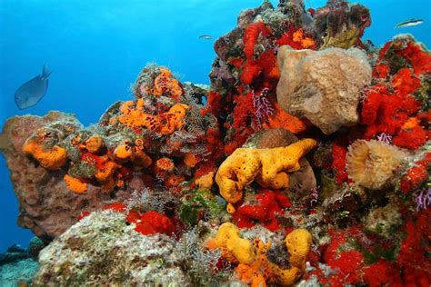 The Sea Sponge As The Common Ancestor Of All Animal Life