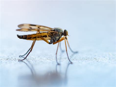 Le paludisme intégralement stoppé grâce à ce microbe. Comment se prémunir du paludisme ? - Nomadays