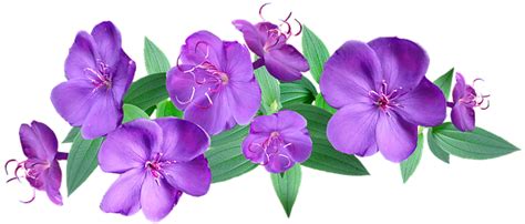 Flowers Purple Arrangement Free Image On Pixabay