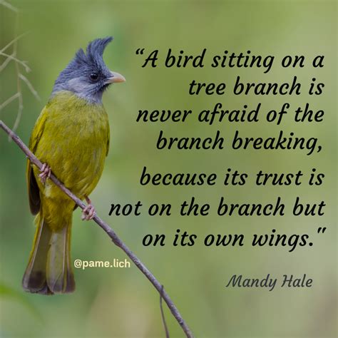 💥 A Bird Sitting On A Tree Branch Is Never Afraid Of The Branch