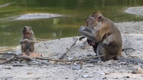 Herbivores only eat things that need photosynthesis to live. Herbivores Eating Meat Compilation All Animals Are ...