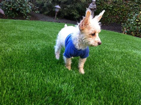 Find artificial grass in canada | visit kijiji classifieds to buy, sell, or trade almost anything! Artificial Grass Pet System | Synthetic Grass Warehouse