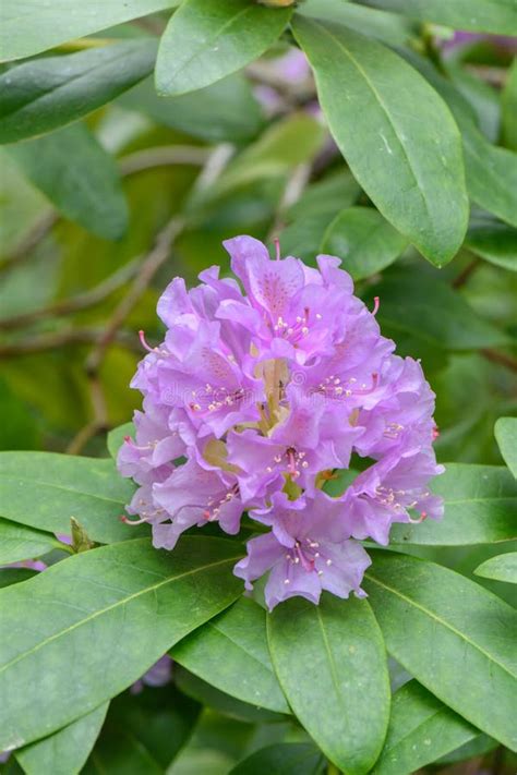 Rhododendron Lavender Queenrsquo Flores Lavenderblue Con Manto Morado