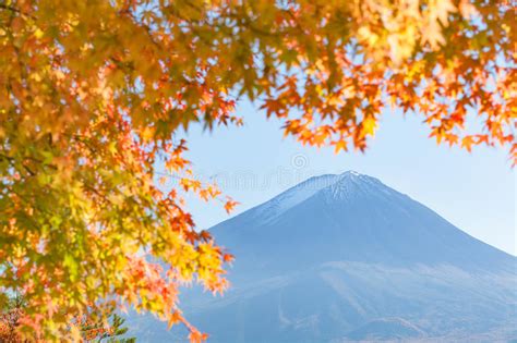 Autumn Tree And Mountain Fuji Stock Image Image Of Landmark Leave