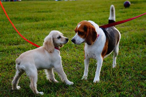 Pets Behaving Badly Solutions With Dr Kate Environmental Enrichment