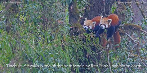 Red Panda Tourism Red Panda Expedition Habres Nest
