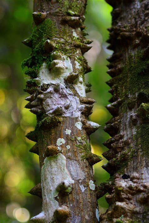 Tropical Tree Bark Art