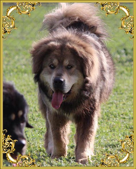Shanti Soul Tibetan Mastiffs ~ Tibetan Mastiff Breeder Australia