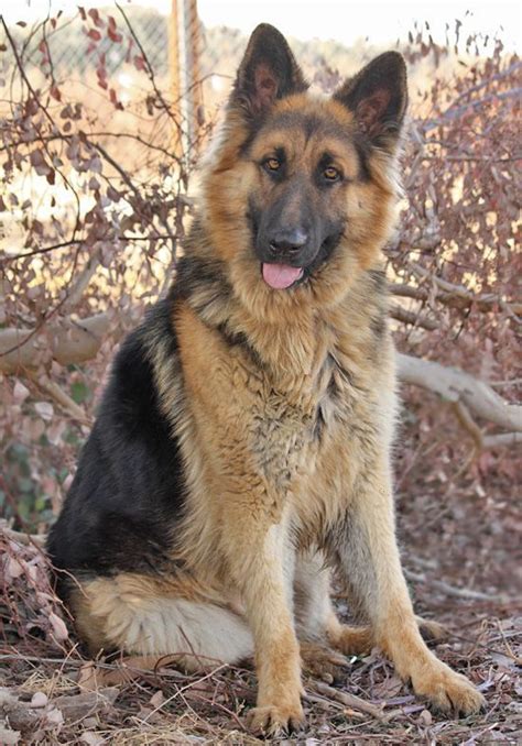 Common diseases in this dog breed are hip and elbow dysplasia, eczema, epilepsy and some digestive. Baron von Bend is a stunning XLarge 12 month old long ...