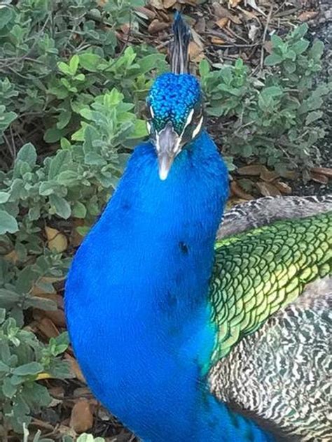 Peacocks are omnivores, meaning they eat both vegetables and meat, but they are also quite a bit of both. Why do people find unusual to raise peacocks as pets? - Quora