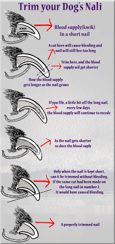It will leave your companion's coat. How to cut dog nails? A Stress-Free Way - Askpetguru