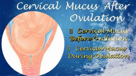 Cervical Mucus After Ovulation Youtube