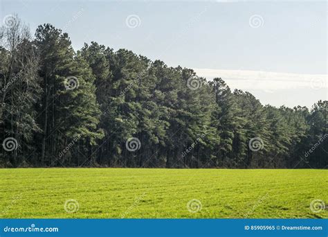 Pine Trees In A Green Grassy Field Stock Image Image Of Treees