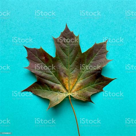 Red Maple Leaf Autumn Color Stock Photo Download Image Now Maple