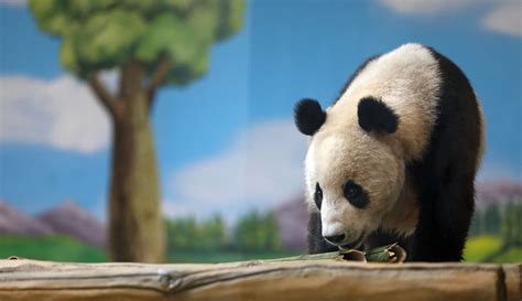 Foto Lucunya Panda Raksasa Penghuni Baru Kebun Binatang Di Anshan