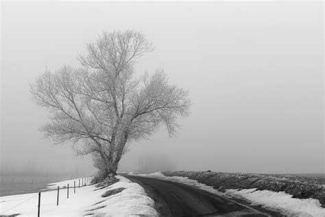 Free Images Landscape Tree Branch Snow Black And White Wood Fog
