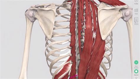 Deep Spinal Muscles Yoga Anatomy Youtube