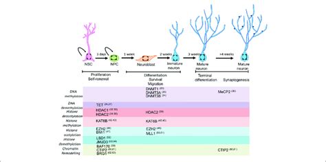 Adult Mammalian Neurogenesis And The Associated Factors The