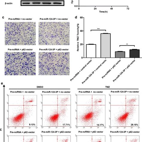P62 Overexpression Promotes Cancer Progression In Glioma Cells A P62 Download Scientific