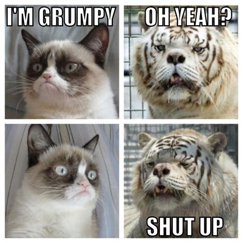 Sarcasm Comebacks Angry Cat Grumpy Cat Funny Quotes Lol Pets