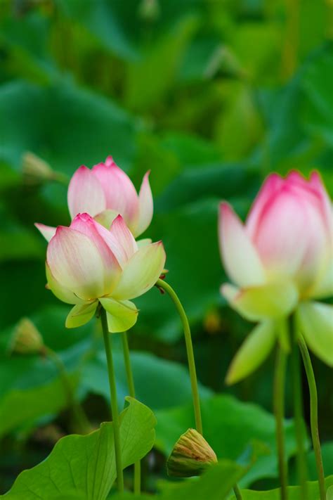 Happyhazel Dreaming In Lotus Flowers