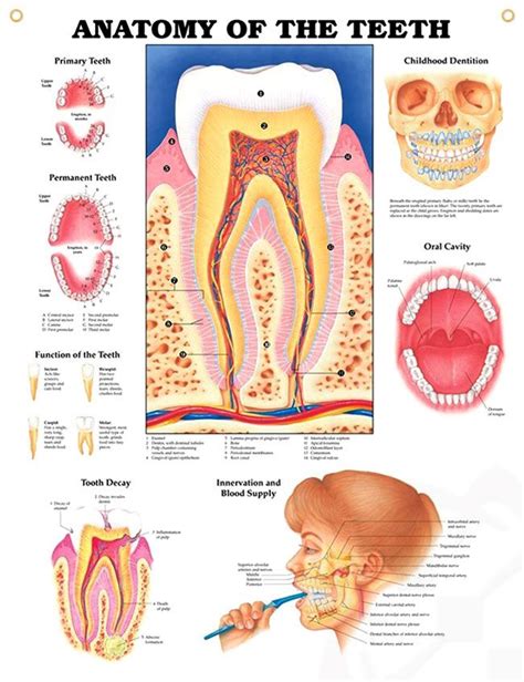 Anatomy Of The Teeth Chart 20x26 Dental Anatomy Teeth Anatomy Teeth