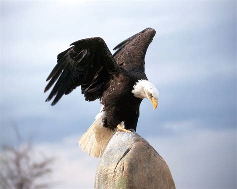American Eagle Pictures Bald Eagle Landing