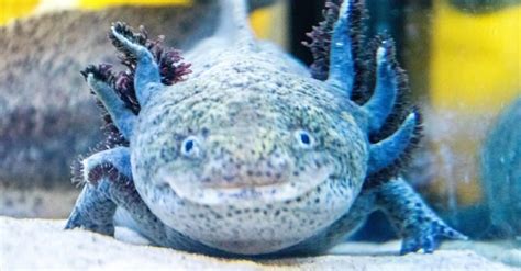 10 Incredible Axolotl Facts Imp World