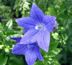 You'll have a shorter, stockier plant with many more flowers. Balloon Flower Trial - Garden.org