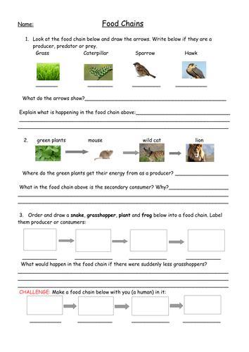 Food Chains Full Lesson With Worksheets Plan And Food Web Extension