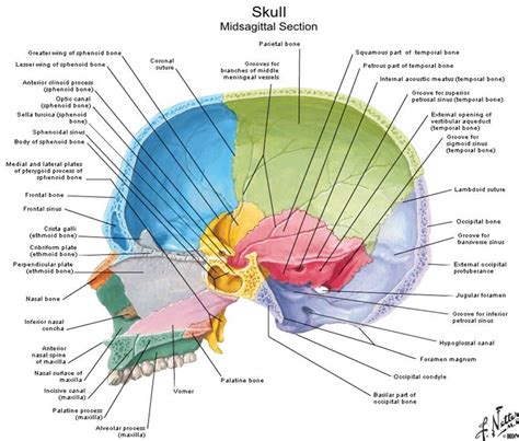 Dentistry Lectures For Mfdsmjdfnbdeore Diagrams Of Anatomy Of Skull