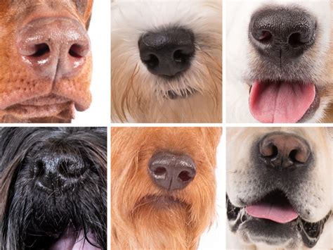 Can You Guess The Dog Breed By Its Nose American Kennel Club