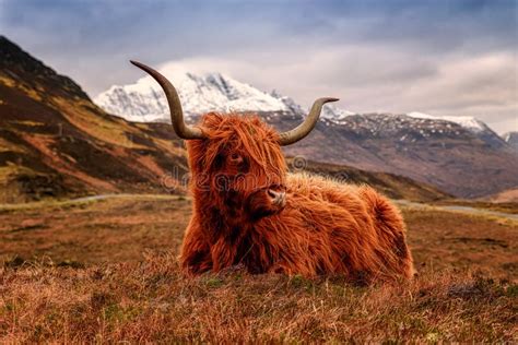 Scottish Highland Cattle Lying On The Grass With A Background Of