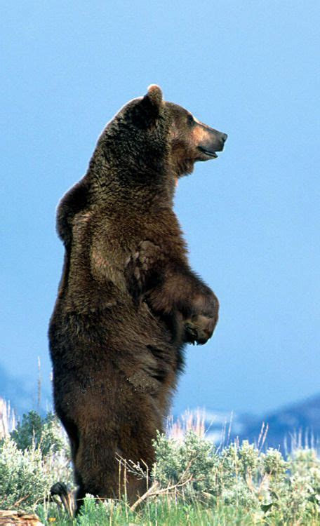 See full list on zooologist.com 1000+ images about Bears on Pinterest