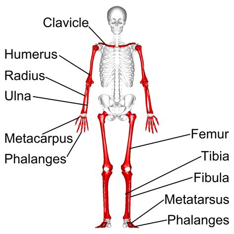 Long, short, flat, irregular and sesamoid. File:Long bones - anterior view - with legend.png ...