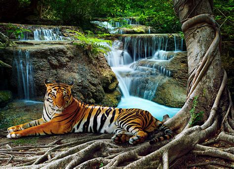 350 Tiger Waterfall Stock Photos Pictures And Royalty Free Images Istock